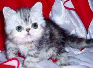 pictures_of_kittens_cats-persian_exotic.jpg