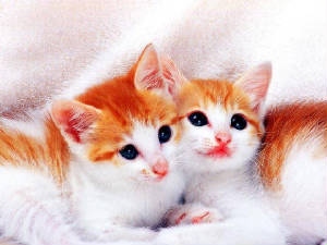 pictures_of_kittens_cats-pretty_kittens.jpg