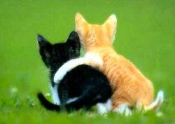 pictures_of_kittens_cats-friends.jpg
