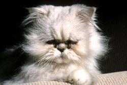 pictures_of_kittens_cats-grumpy.jpg