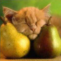 pictures_of_kittens_cats-pears_and_kitten.jpg